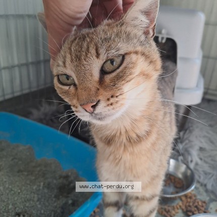 Photo de chat perdu à Perigny