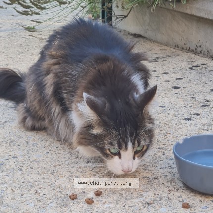 Photo de chat trouvé à Pessac