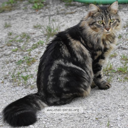 Photo 2/4 Chat retrouvé Perdu à Novalaise