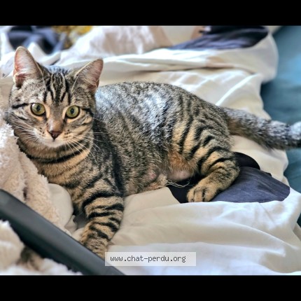 Photo de chat perdu à Poulx