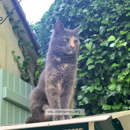 Photo de chat perdu à Coulombiers