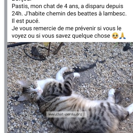 Photo de chat perdu à Lambesc