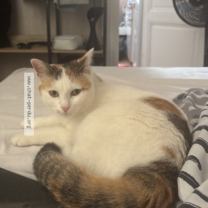 Photo de chat perdu à Saint Malo