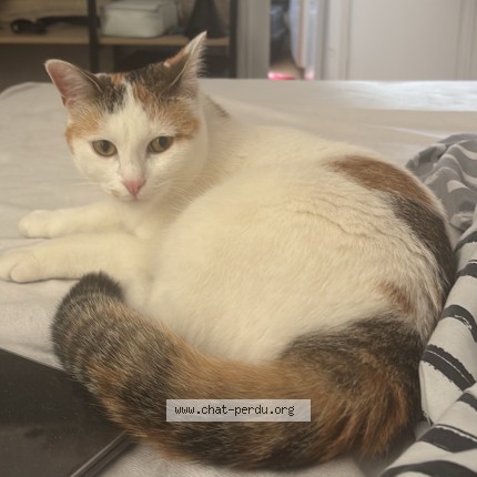 Photo de chat perdu à Saint Malo