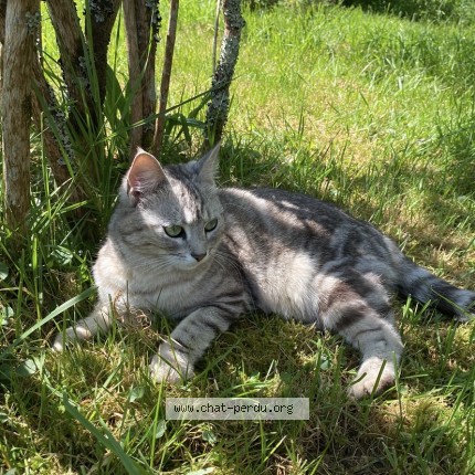 Photo 1/1 Perle Chat perdu à Bannalec