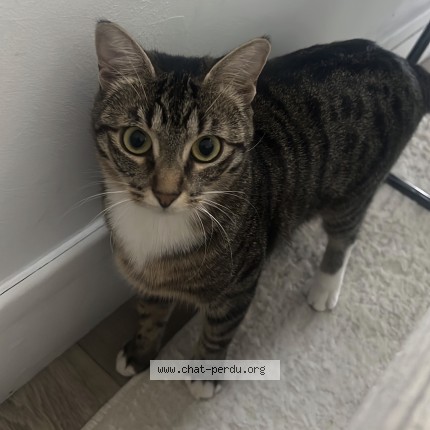 Photo de chat perdu à Meudon