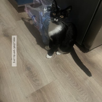 Photo 1/1 Chat trouvé Trouvé à Epinal