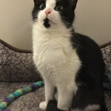 Pheobe