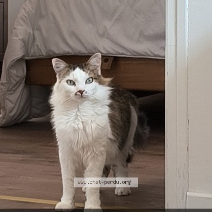 Photo 1/1 Tatoo Chat perdu à Rosny Sous Bois
