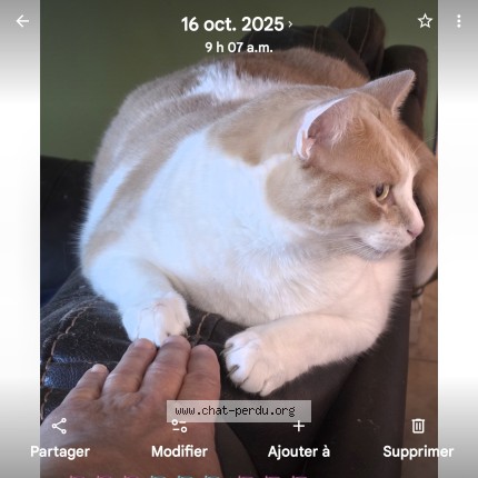 Photo 1/1 Ron-Ron Chat perdu à Cap Sante