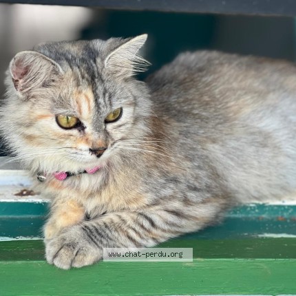 Photo de chat perdu à Kourou