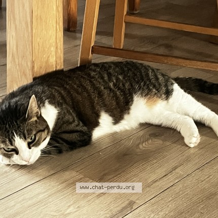 Photo 1/1 Chat retrouvé Perdu à Orleans