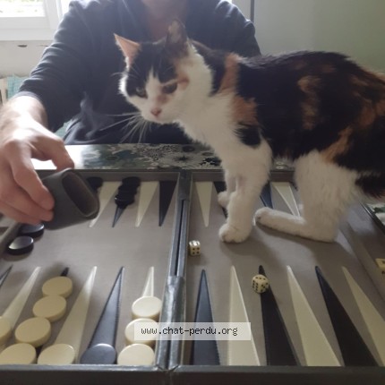 Photo de chat perdu à Champs Sur Marne