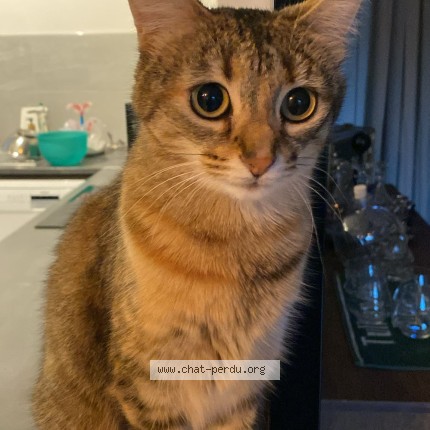Photo de chat perdu à Pellouailles Les Vignes