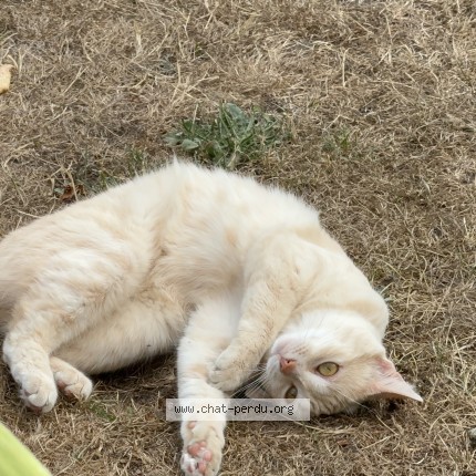 Photo 1/1 Vanille Chat perdu à St Ouen Les Villes