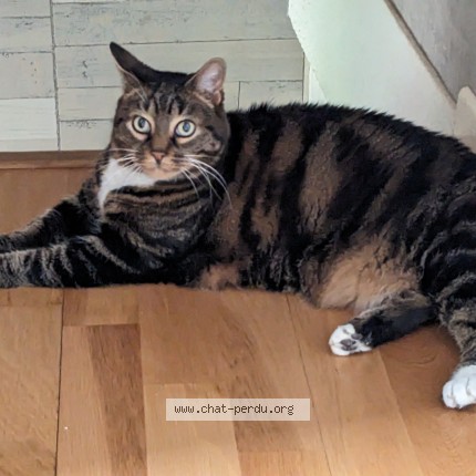 Photo de chat perdu à Limas