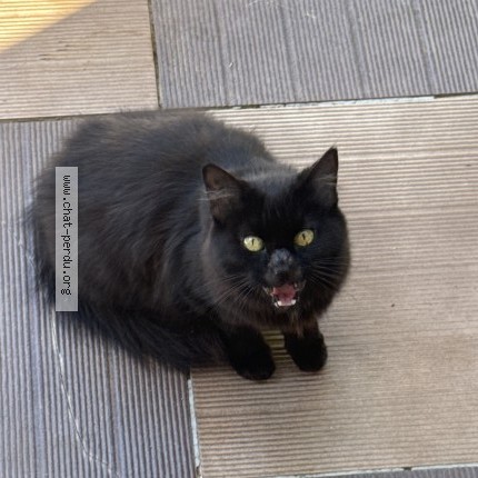 Photo de chat trouvé à Draguignan