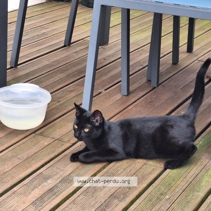 Photo 1/1 Chat trouvé Trouvé à Le Mee Sur Seine