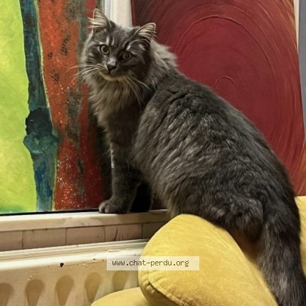 Photo 1/1 Léo Chat perdu à Dorinne
