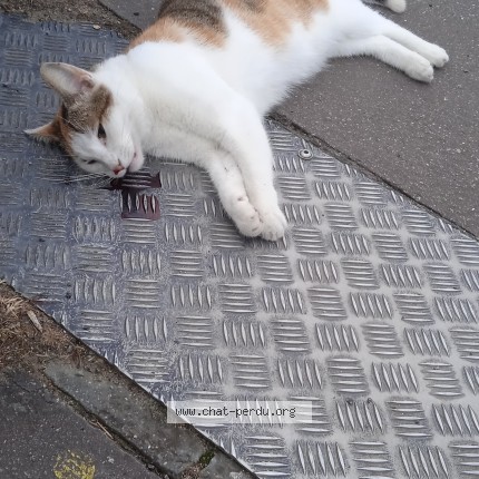 Photo 1/1 Chat trouvé Trouvé à Les Sorinieres