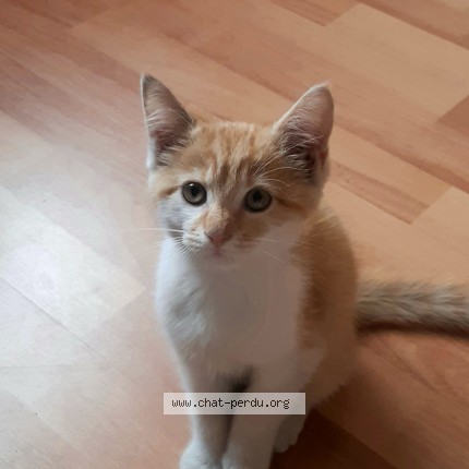 Photo 1/1 Chat trouvé Trouvé à Reze