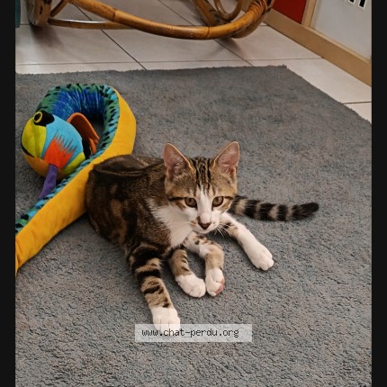 Photo de chat perdu à Domfront
