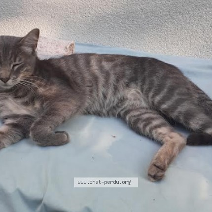 Photo 1/1 Chat trouvé Trouvé à Montpellier
