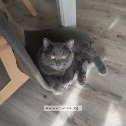 Photo de chat perdu à Caupenne