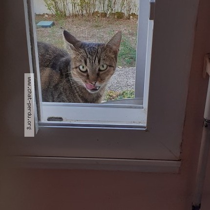 Photo de chat trouvé à Bourcefranc Le Chapus