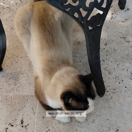 Photo 1/1 Chat trouvé Trouvé à Sarlat La Caneda