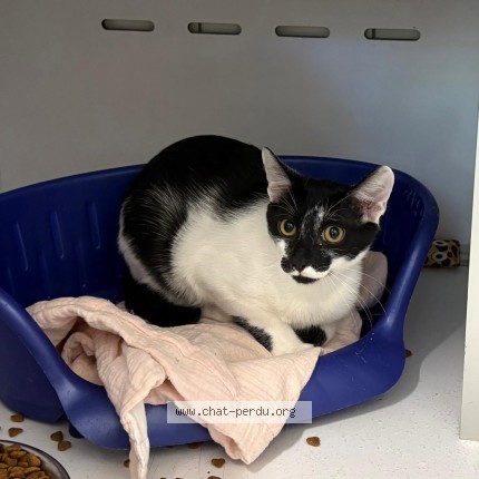 Photo de chat trouvé à Montauban