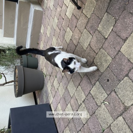 Photo 1/1 Chat trouvé Trouvé à Maisons Alfort