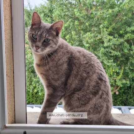 Photo 1/1 CÉSAR Chat perdu à Isigny Le Buat