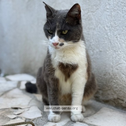Photo de chat perdu à Marseille