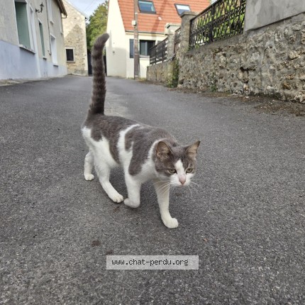 Photo 1/1 Chat trouvé Trouvé à Mont Saint Pere