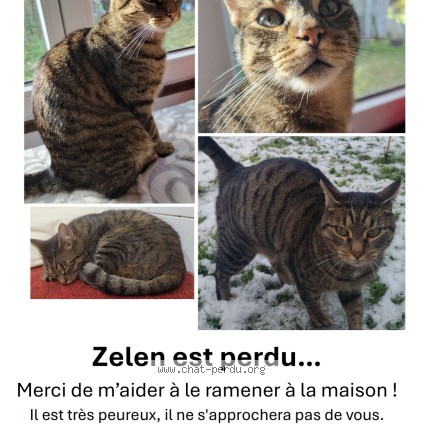 Photo 1/1 Zelen Chat perdu à Mece