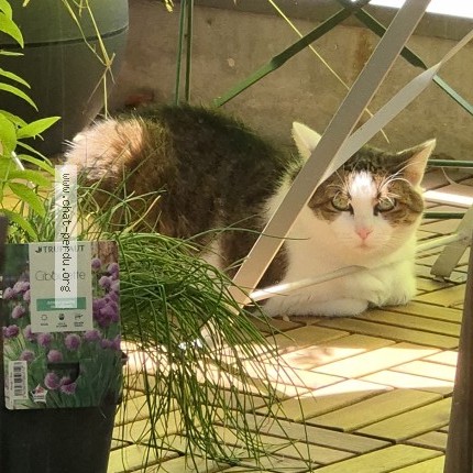 Photo de chat perdu à St Denis