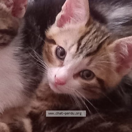 Photo de chat perdu à Toulouse