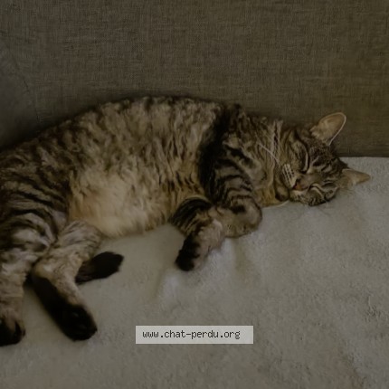 Photo 1/1 Orphée Chat perdu à Fresquiennes
