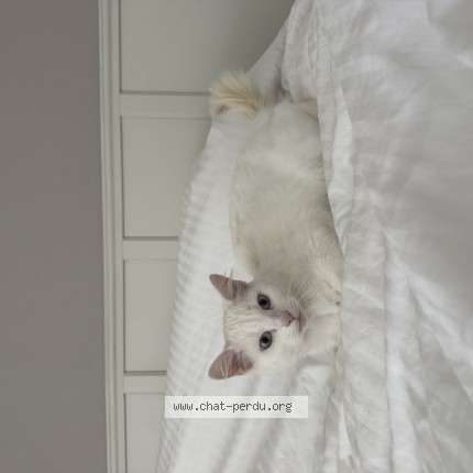 Photo 1/1 Voltaire Chat perdu à Villers Saint Sepulcre