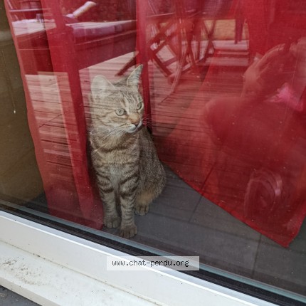 Photo de chat trouvé à La Bouexiere