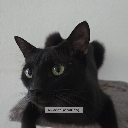 Photo 1/1 volt Chat perdu à Maxilly Sur Leman