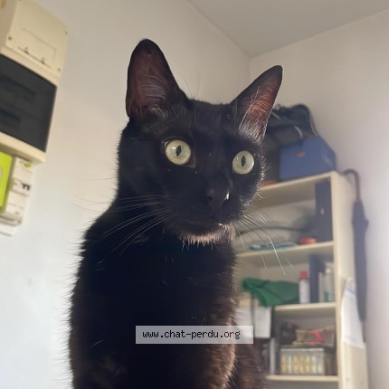 Photo 1/1 Asfar Chat perdu à Paris