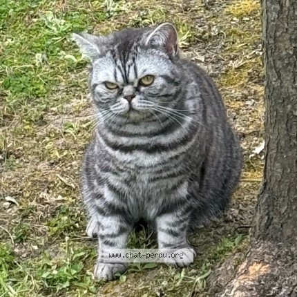 Photo de chat retrouvé à Boulogne Billancourt
