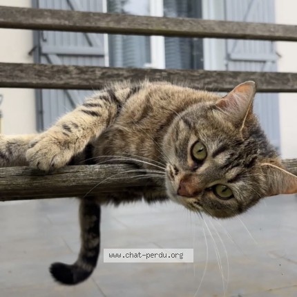 Photo 1/1 chatouni Chat perdu à Tremblay En France