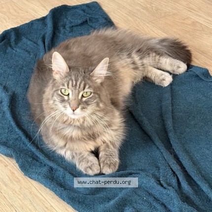 Photo de chat perdu à La Seyne Sur Mer