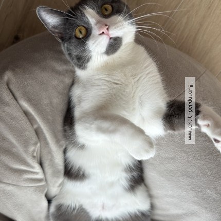 Photo 2/2 oli Chat perdu à Anderlecht