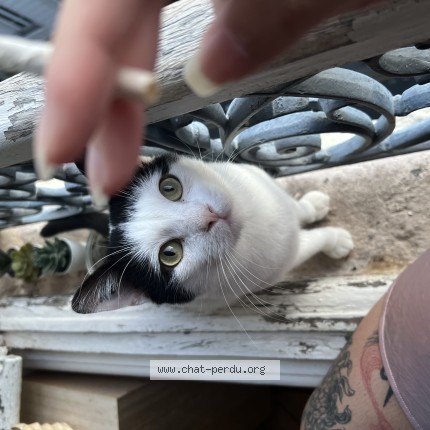 Photo 1/1 Chat retrouvé Perdu à Prevessin Moens