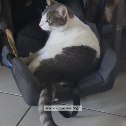 Photo 1/3 Arti Chat perdu à Bondy