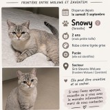 Snowy